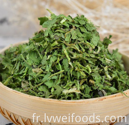 Coriandre déshydratée 10 10 mm Dehydrated Coriander 10 10mm